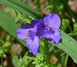 spiderwort,紫露草,花