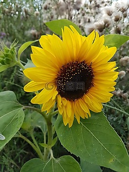 太陽花,花園,夏季