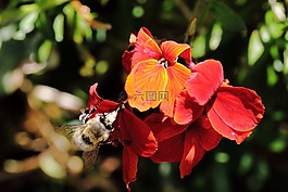 花,蜜蜂,牧草