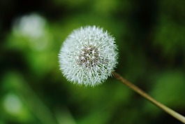 種子,花園,植物