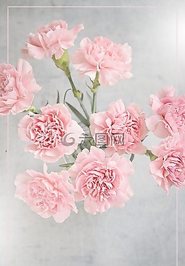 鮮花,丁香,粉紅色