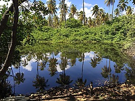 力拓,性質,jatiúca