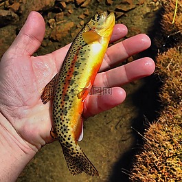 釣魚,戶外,漁