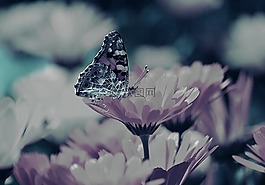 鲜花,蝴蝶,背景