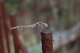 蜻蜓,飛行昆蟲,性質(zhì)