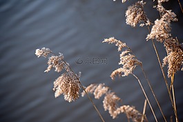 蘆葦,水,性質(zhì)