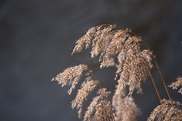 蘆葦,水,性質(zhì)