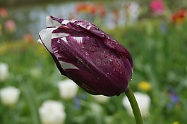 花,郁金香,春天