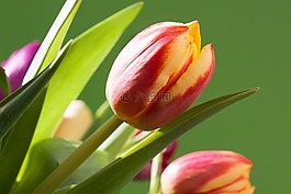 郁金香,花束,春天