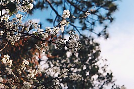 盛開,花瓣,春