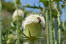 蜜蜂,昆蟲,刺癢
