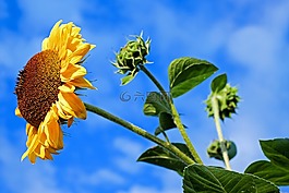 太陽花,花,鮮花