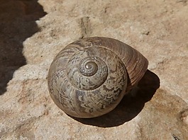 eobania vermiculata,蝸牛,choneta