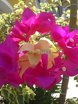 三位一體,紫紅色花,鮮花