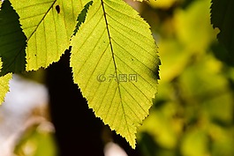 葉子,綠色,光