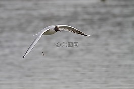 嘴鷗,海鷗,鳥