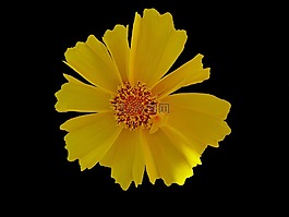 鮮花,宏,黃色