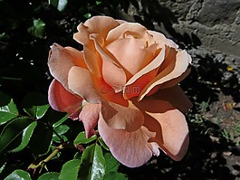 粉色,鮮花,性質(zhì)
