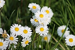 雛菊,春天的草地,草地