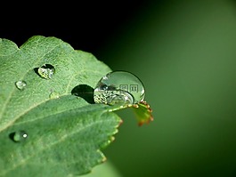拖放,水,葉