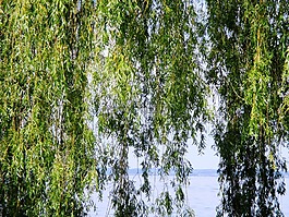 垂柳,樹,葉子
