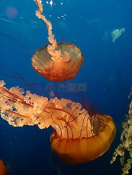 海蜇,藍色,水族館