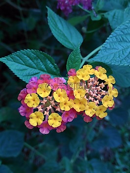 鮮花,水華,kantutay