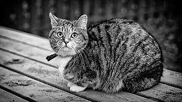 黑色和白色,貓,動物