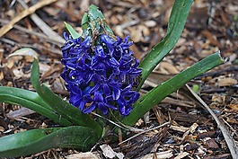 花,風(fēng)信子,植物區(qū)系