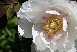 花,盛開,牡丹