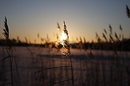 照片,日落,雪