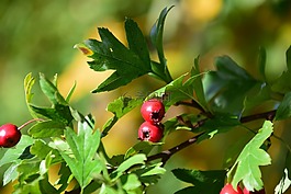 浆果,rowanberries,布什