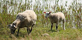 羊肉,羊,國(guó)家