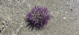 海膽,海洋動(dòng)物,海灘