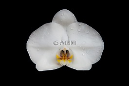 蘭花,花,開(kāi)花