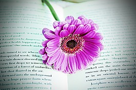 書,頁面,鮮花