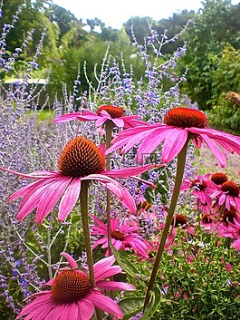 鮮花,粉色,紅色