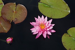 睡蓮,粉紅色,池