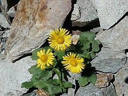鮮花,山,性質(zhì)