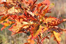 秋,紅色,葉子