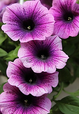 矮牽牛,紫,鮮花