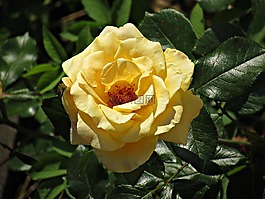 玫瑰,花,玫瑰花朵