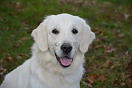 狗,婊子,金毛獵犬