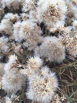 自然,植物區(qū)系,花