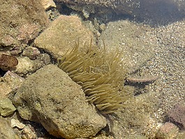 水,海,珊瑚