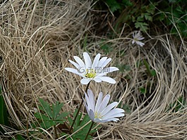 自然,植物區(qū)系,鮮花