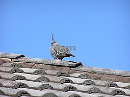 鳥,屋頂,藍(lán)色的天空