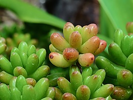 耳墜草,景天屬植物,廠