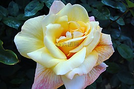 玫瑰,黃色,花