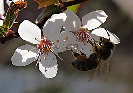 蜜蜂,花,開花